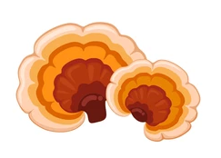 Mengandung Ekstrak Ganoderma (Lingzhi) Berkualitas Mengandung Ekstrak Ganoderma (Lingzhi) Berkualitas